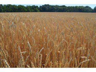 Property photo 43 - 108 +/- Acres Offered in 2 Tracts - Land Auction